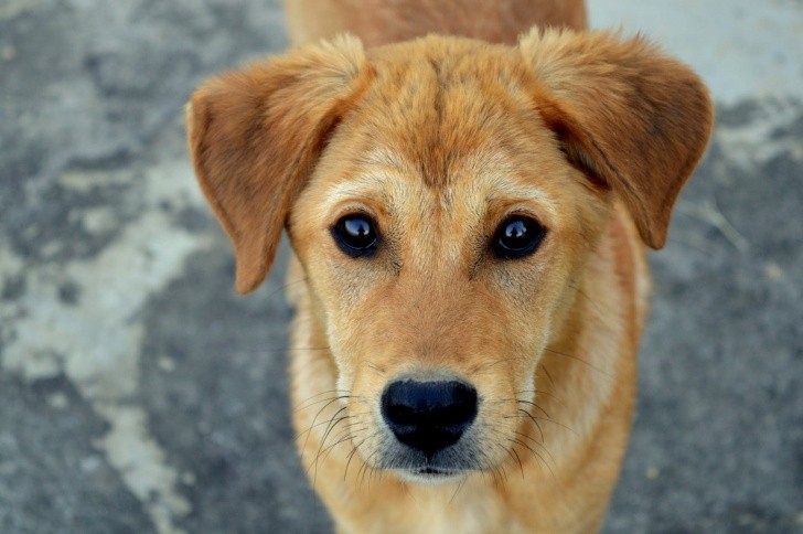 The dog will continue with good luck in love. Photo: Pexels