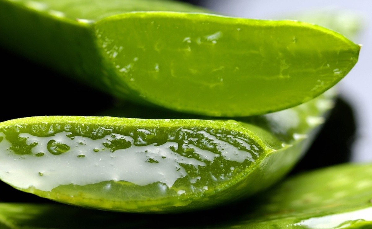 If You Put Aloe Vera In The Shampoo, Your Hair Will Thank You