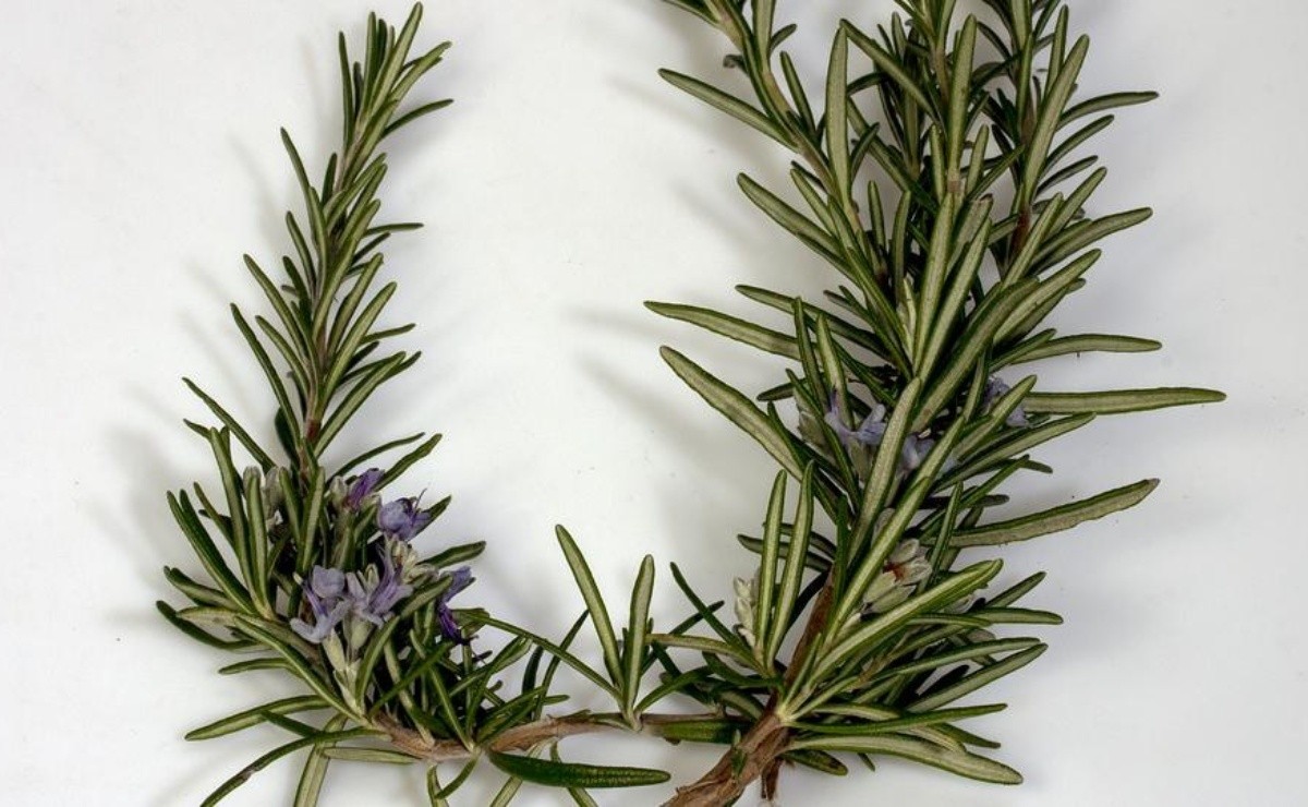 This is how you do Rosemary and Lemon Anti-Hair Loss Shampoo Goodbye Loose Strands!