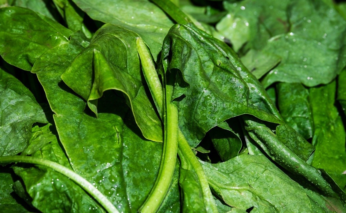 Eating 200 grams of green leaves a day reduces heart attacks