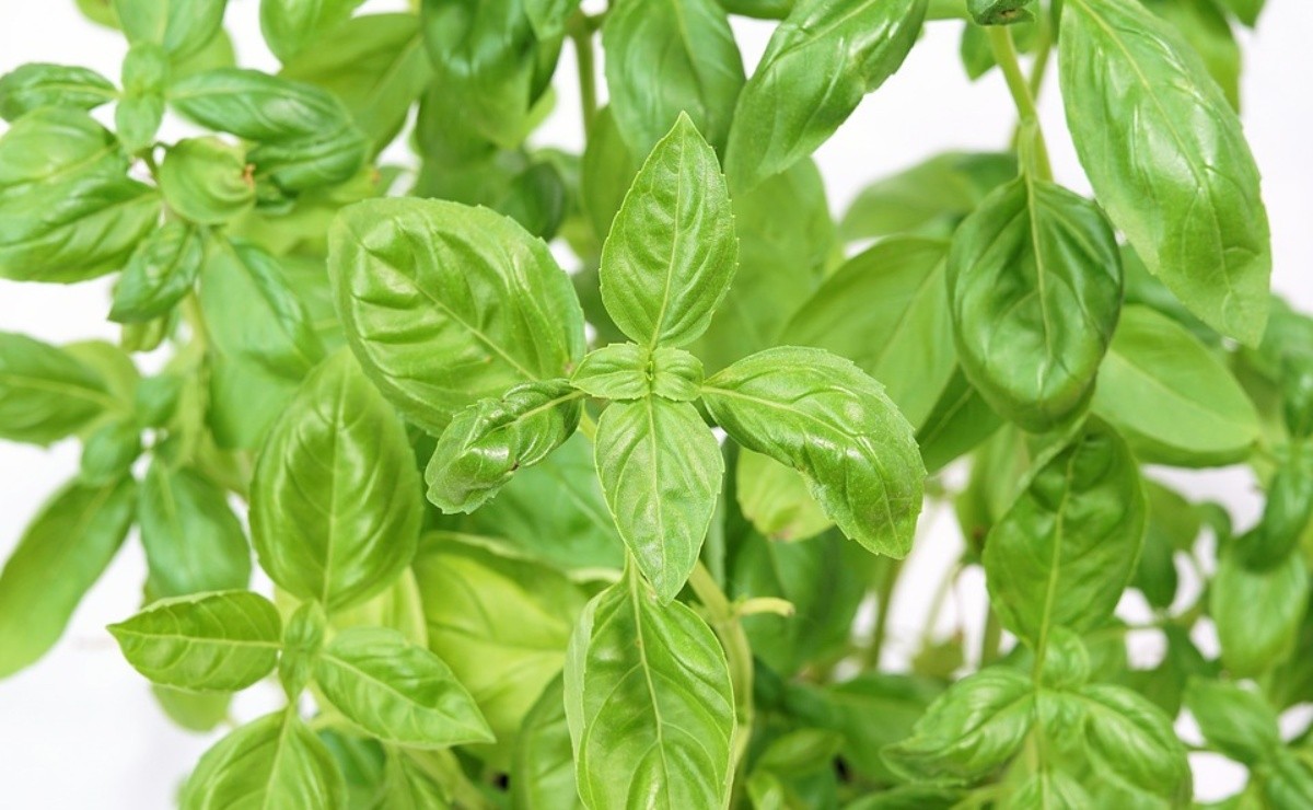 How to Eliminate Bad Vibes with Basil