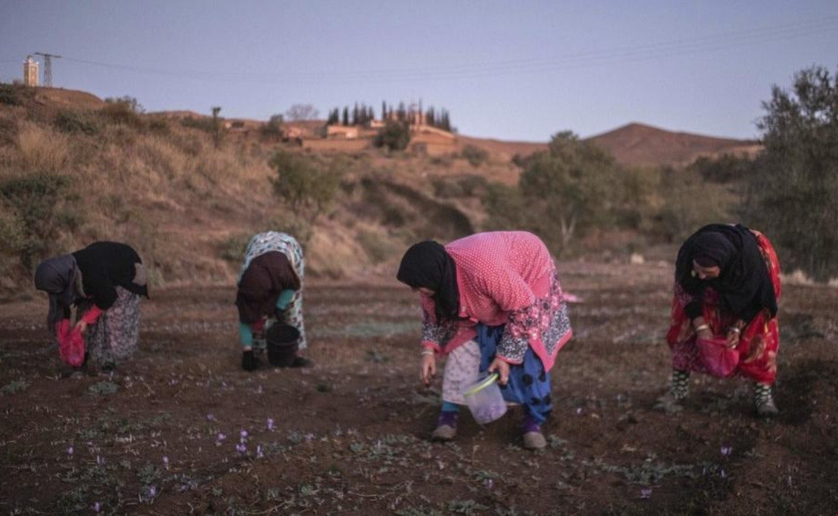 This is how the saffron harvest joins Moroccan village women