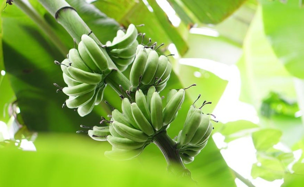 How You Grow Bananas In A Pot With Good Harvest