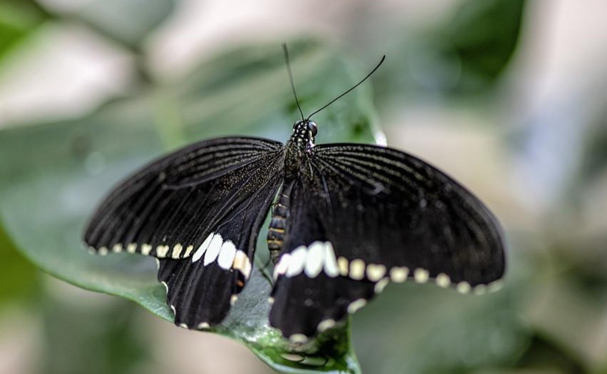 If A Black Butterfly Enters Your Home, This Is What Will Happen