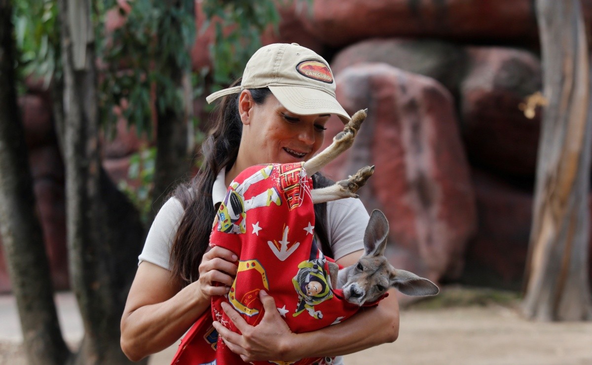 Khya, The Baby Kangaroo Raised By Humans In Mexico