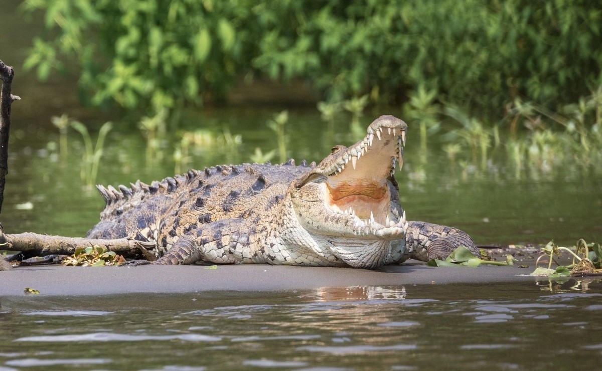 Viral Video: Man Is Attacked By A Crocodile