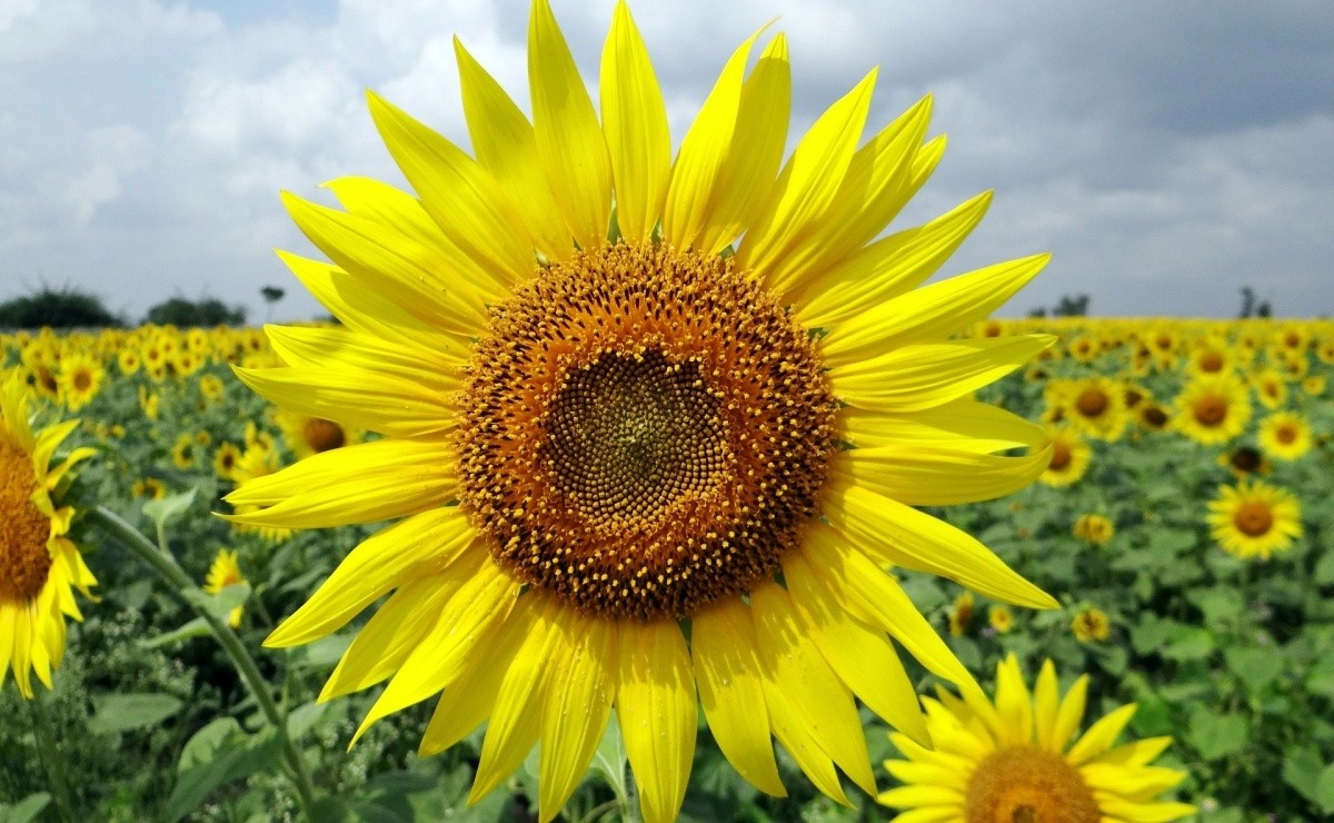 What does it mean for your partner to give you sunflowers?