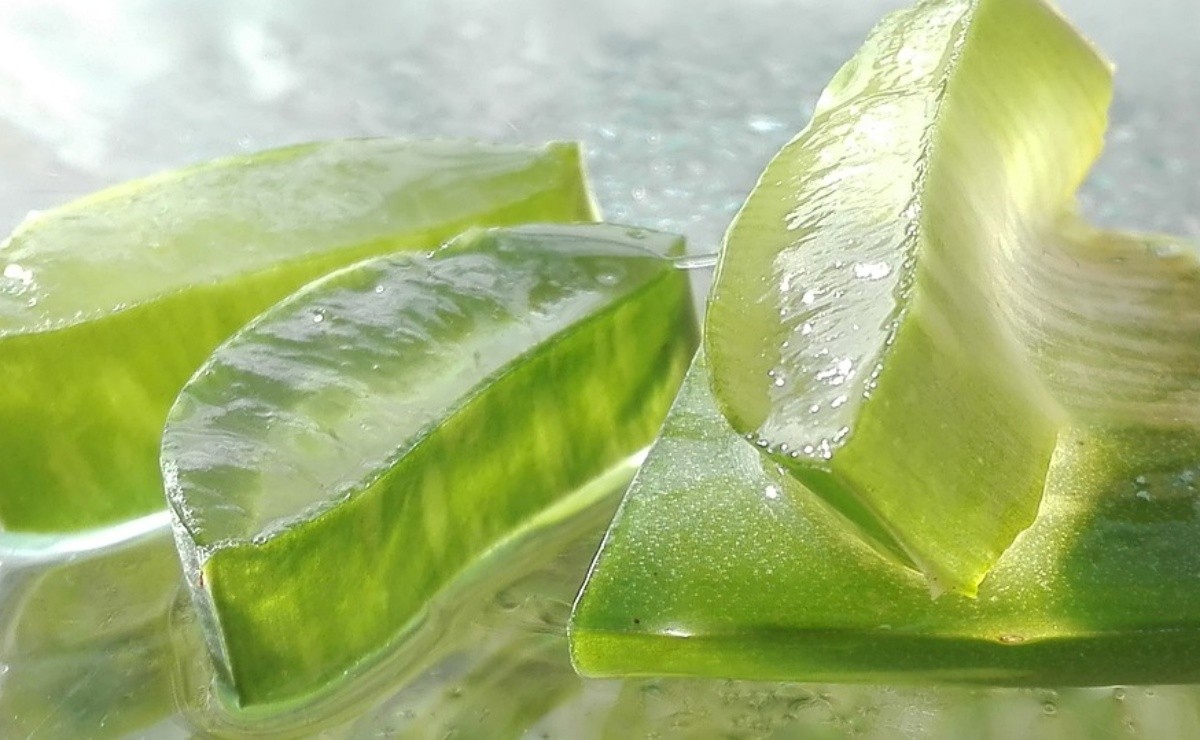 This is how Aloe Vera is used to heal wounds and pain Video