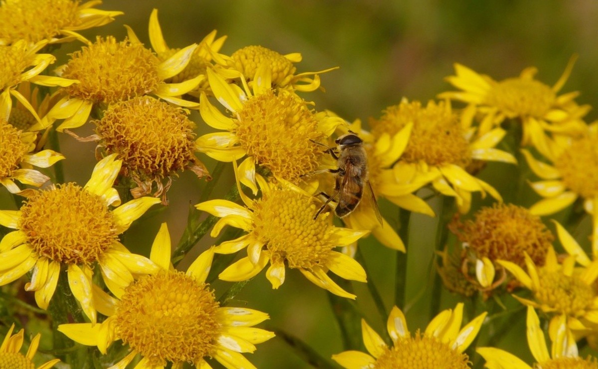 Mexicans Discover Efficacy Of Arnica Against Colon Cancer