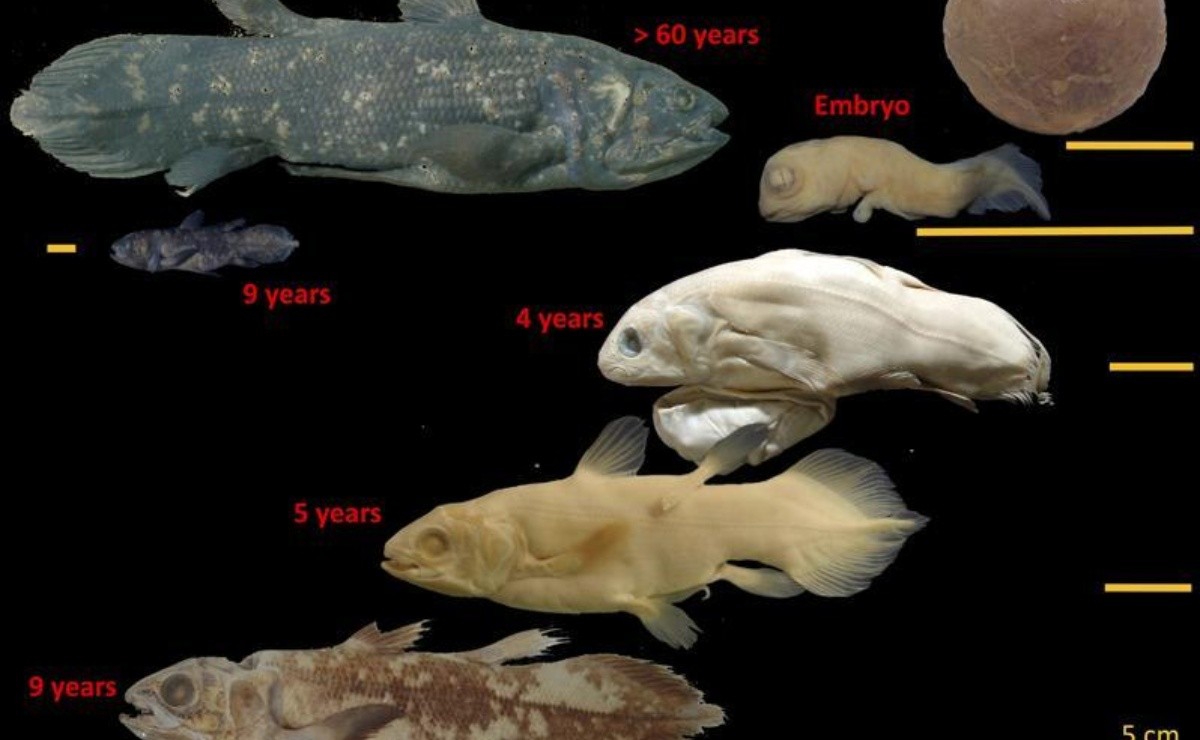 Study Reveals Fossil Fish Can Live Up To 100 Years