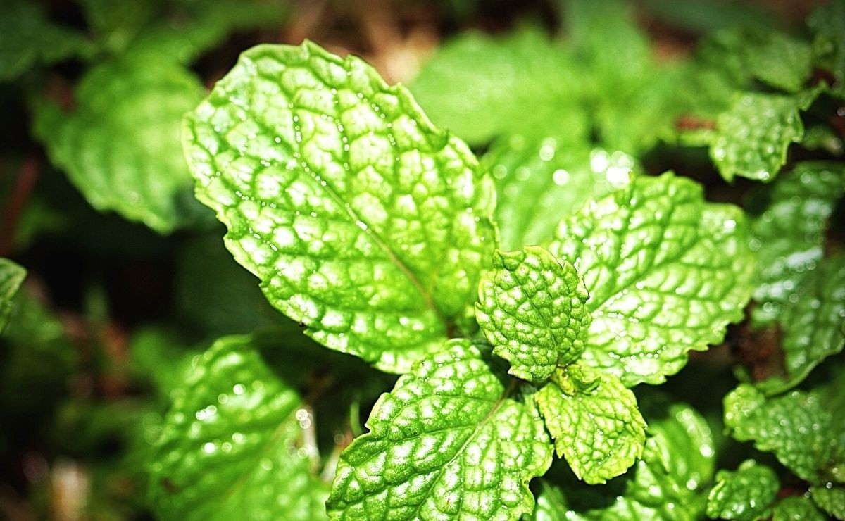 Medicinal Plants That Are Perfect For Taking Care Of The Liver