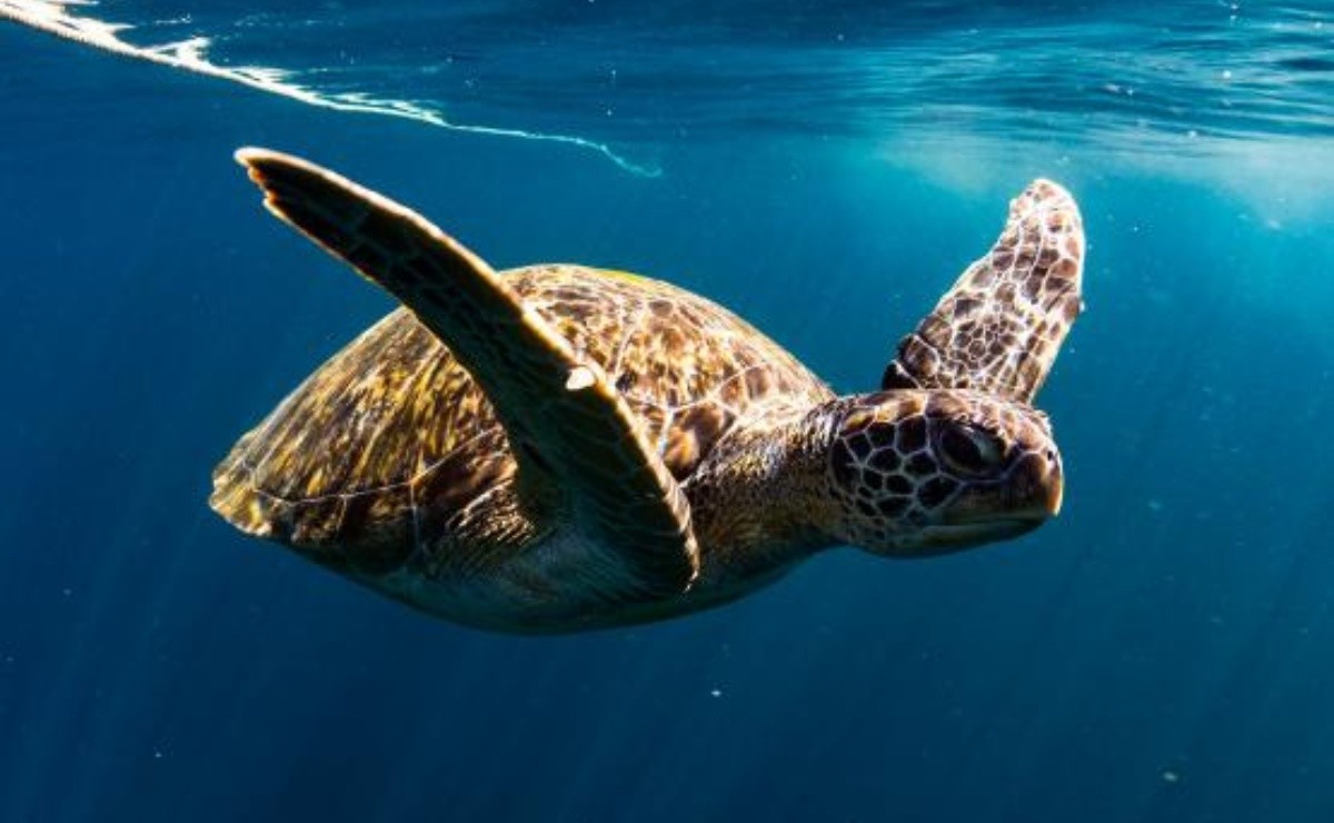 Capture More Than 60 Thousand Turtles Together Video