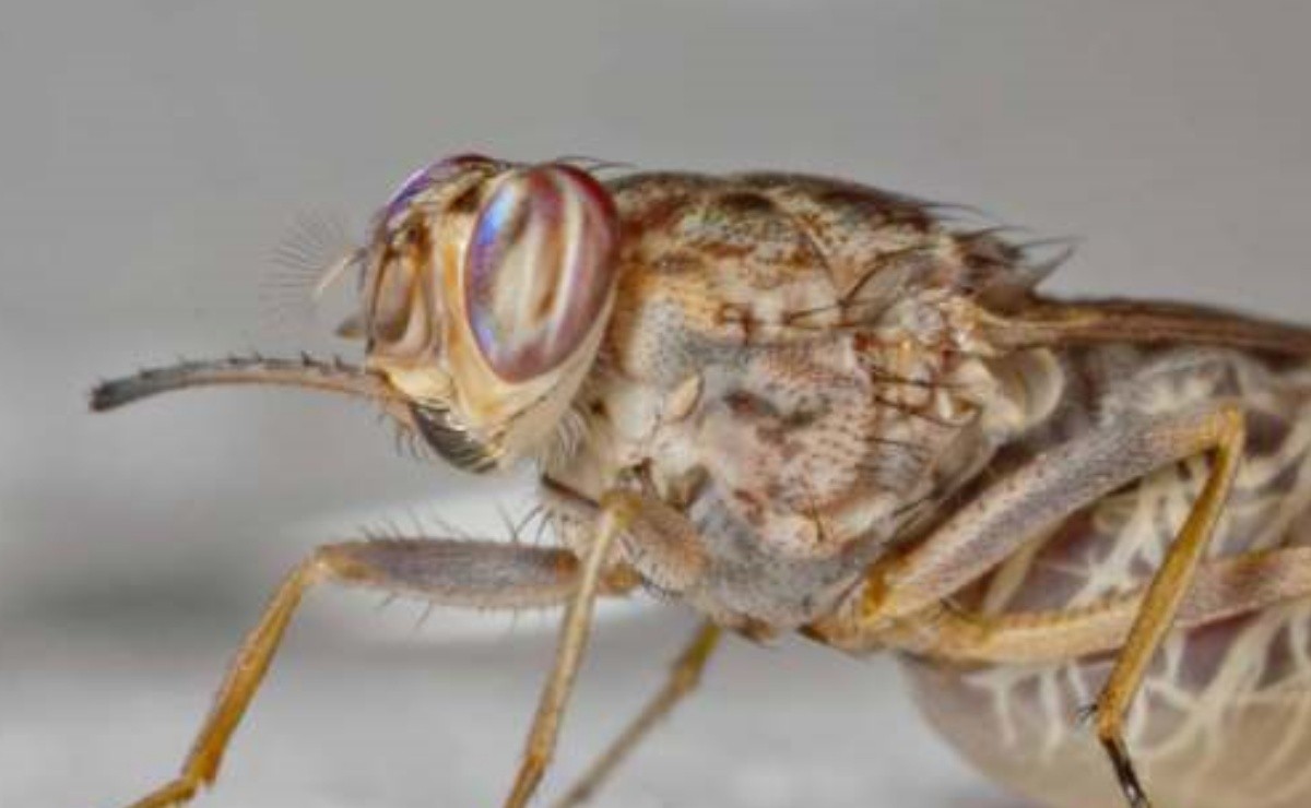 Sleeping sickness or tsetse fly bite
