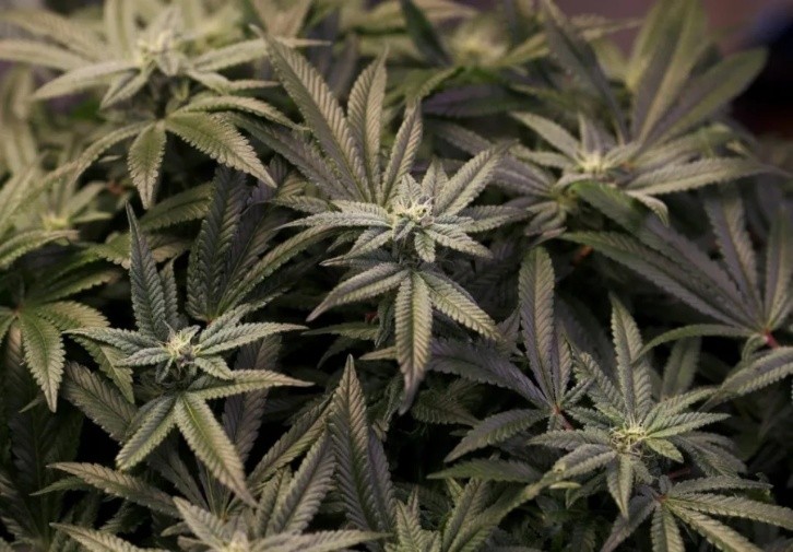 Medicinal cannabis begins regulation for its therapeutic use in Spain. Photo: Efe