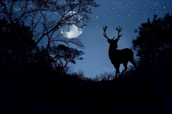 deer moon