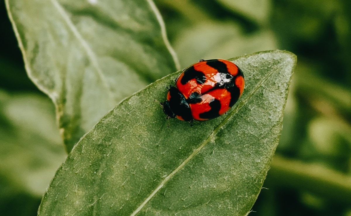Special meaning of finding a ladybug in your house